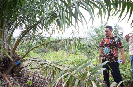 Pemkab Sintang Siap Bangun Hilirisasi Prouduk Sawit