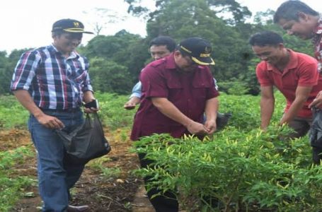 Sintang Kaya Potensi Pertanian