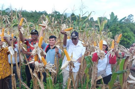 Jarot Panen Jagung Hibrida