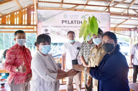 Budidaya Kakao Diharapkan Membuka Lapangan Kerja Sektor Pertanian