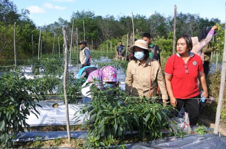 Sekda Sepakat Kembangkan Sentra Penghasil Cabe di Sintang