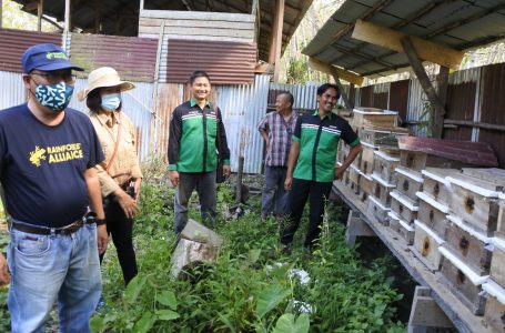 Sekda Tinjau Budidaya Madu Kelulut di Desa Baning Panjang