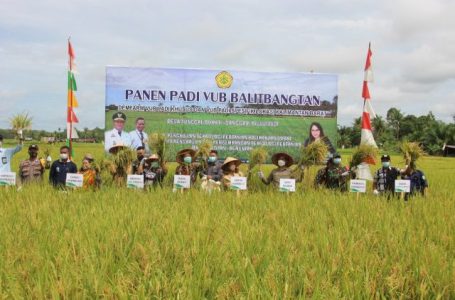 Yohanes Ontot Panen Padi Perdana Varietas Inpari