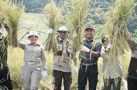 Dusun Impala Gelar Panen Padi Perdana