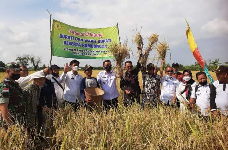 Panen Raya Desa Tebas di Resmikan