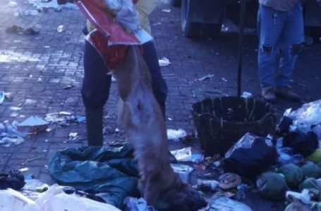 DLH Temukan Bangkai Hewan di TPS