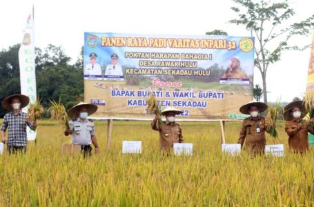 <strong>Tani Harapan Bahagia &nbsp;Panen Capai 7,1 ton Perhektar</strong><strong></strong>
