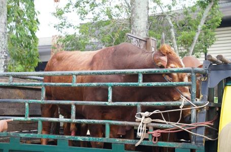 Edi Kamtono Pastikan Sapi Terpapar PMK  Sudah Diantisipasi