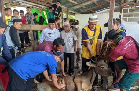 Bupati Aron Pantau Pelaksanaan Pemotongan Hewan Qurban