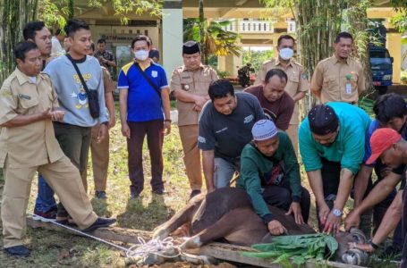 <strong>Pemkab Sekadau Adakan Pemotongan Hewan Qurban</strong>