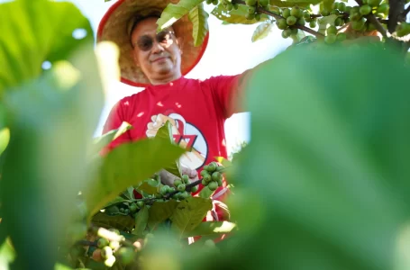 Edi Kamtono Panen 1.200 Pohon Kopi Liberika