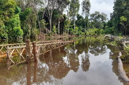 Jembatan Sementara Sungai Liuk Terendam Banjir