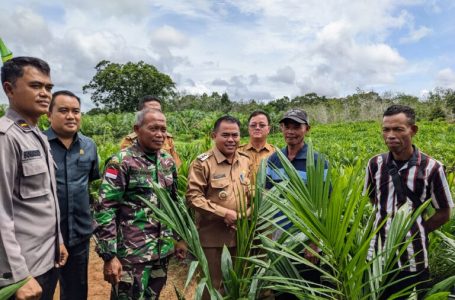 Bupati Serahkan Bibit Kelapa Sawit pada 15 Kelompok Tani