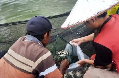 UPT Balai Ikan Kelansin Panen Benih 16.000 Ikan Jelawat