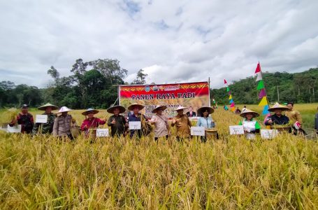 Pj. Bupati Samuel Apresiasi Hasil Panen Padi Perdana Poktan