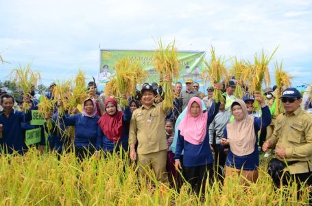 Sekda Hadiri Panen Raya Kelompok Tani