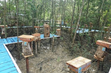 PT Pelindo Regional 2 Pontianak Bangun Pendopo dan Taman Edukasi Madu Kelulut Mangrove di Desa Pasir