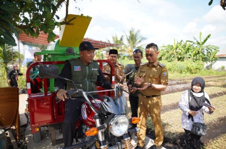 Manfaatkan Lahan Gambut, BUMRW 33 Sukses Kembangkan Pertanian