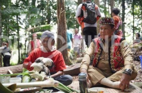 PJ Bupati Sanggau Ikuti Ritual Adat Pedagi Macan Lojangk