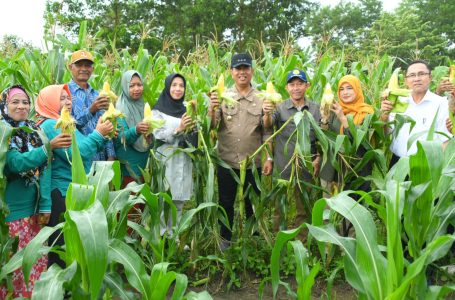 Desa Riam Berasap Kembangkan Pertanian dan Peternakan